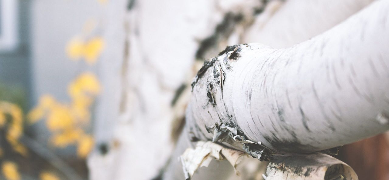 birch-banner-1280x594